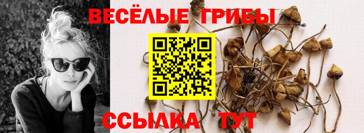 Галлюциногенные грибы Psilocybine cubensis Камень-на-Оби